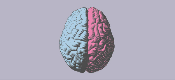 Illustration des Gehirns