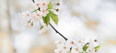 Informationen zur Schulung für Angehörige mit Kirschblüte