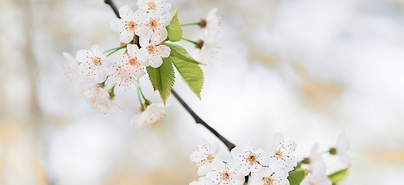 Informationen zur Schulung für Angehörige mit Kirschblüte