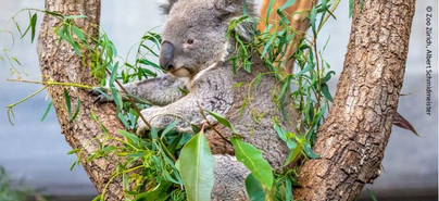 Ein Koala auf einem Baum