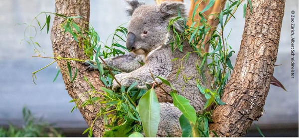 Ein Koala auf einem Baum