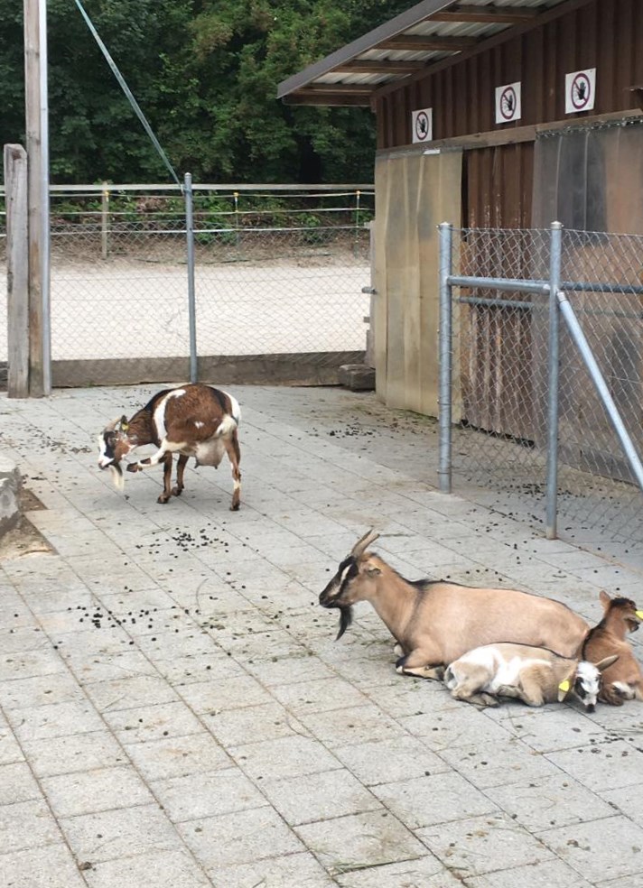 Quatre chèvres dans un enclos